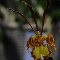 Orchideen Ausstellung in der Orangerie Elfenau 016.jpg